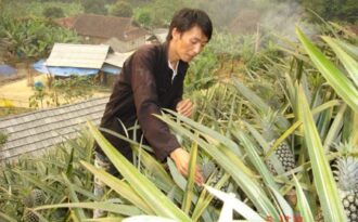 Bí thư đoàn làm “vua” chuối, dứa